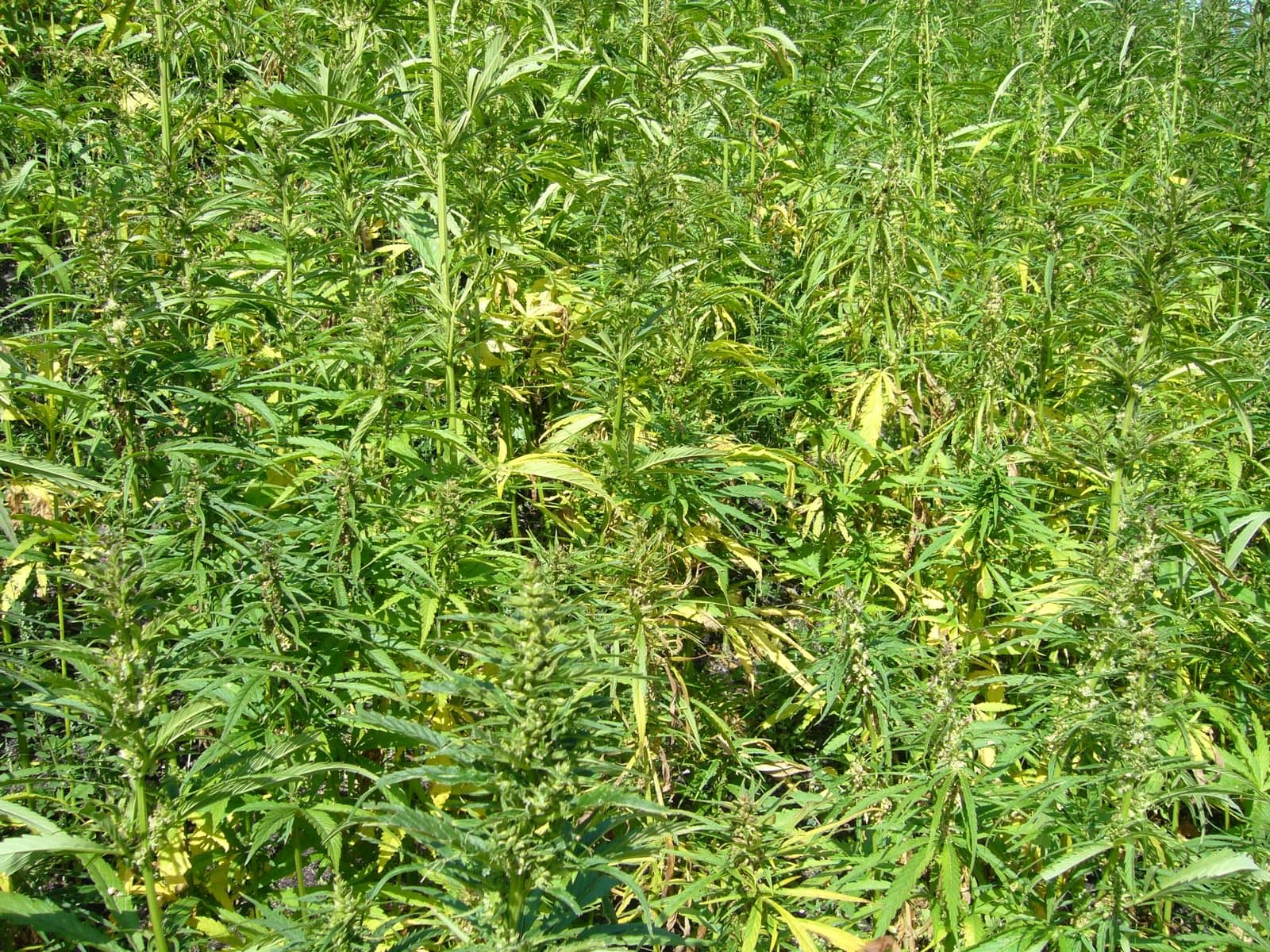 Argentina Regulates Horticultural Hemp: New ARICCAME Licensing Framework for Flowers, Biomass and Derivatives