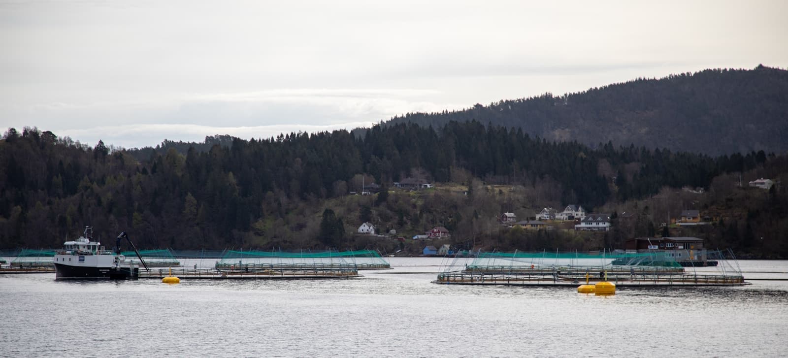 Ocultaron información y los pescaron: el laudo privado más importante de Chile y su impacto sobre la industria salmonera en la Patagonia